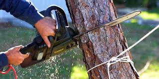Best Utility Line Clearance  in Timberlake, VA