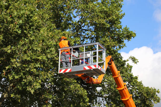Best Tree Preservation Services  in Timberlake, VA