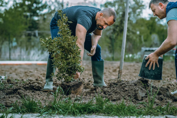 Timberlake, VA Tree Services Company