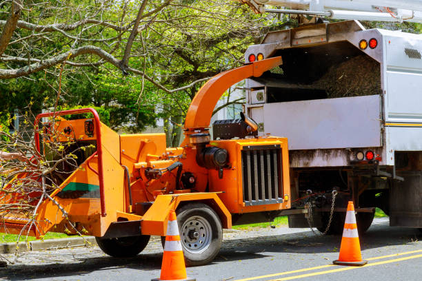 Best Seasonal Cleanup (Spring/Fall)  in Timberlake, VA