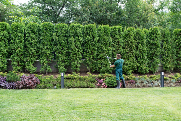 Best Lawn Maintenance Plans  in Timberlake, VA