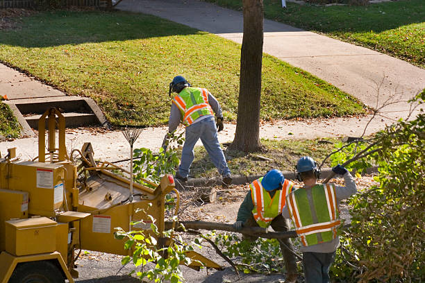 How Our Tree Care Process Works  in  Timberlake, VA