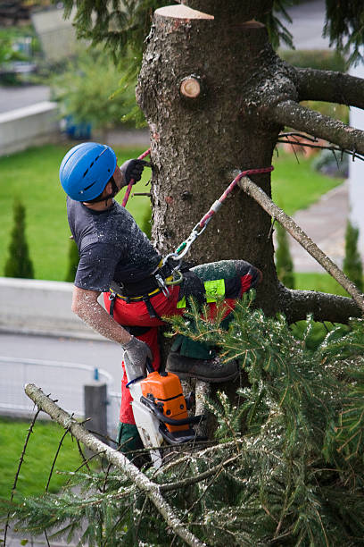 Best Firewood Processing and Delivery  in Timberlake, VA