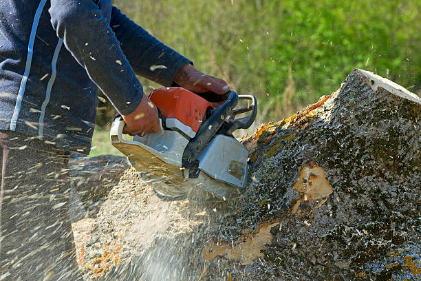 Best Aeration Services  in Timberlake, VA