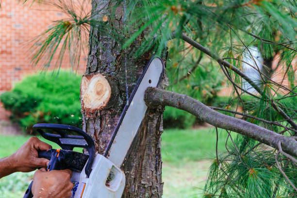 Tree and Shrub Care in Timberlake, VA